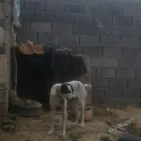 سگ ادمی