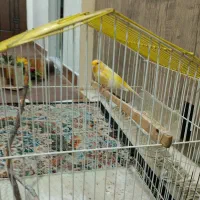 پرنده قناری