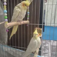 عروس هلندی مولد
