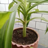 گل ذرتی شاداب|گل و گیاه طبیعی|جهرم, |دیوار