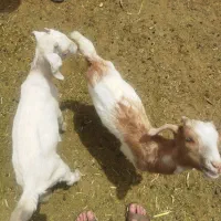 گوسفند