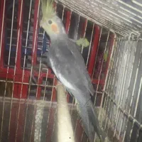عروس هلندی