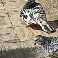 کوهی کرمانی اصل اصل از خود کرمان آور ده شد