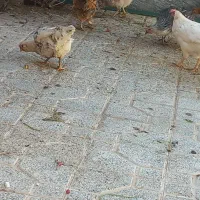 مرغ و خروس گلین‌ اصل