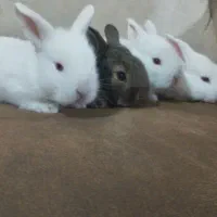 بچه خرگوش  نژادلوپ، جرسی
