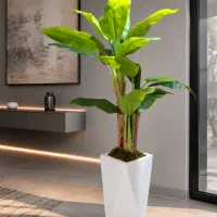 درخچه های شیک وارداتی