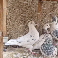 کبوترقزوینی