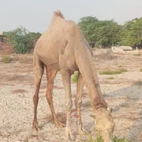 شتر نر فروشی
