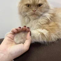 کیف چرمی