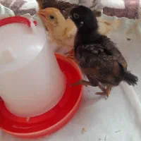 جوجه یک ماه