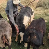 قوچ و بره قوچ داشتی نژاد چینی اصل