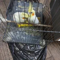 عروس هلندی لوتینو