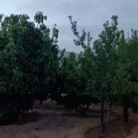 فروش زمین و خونه باغ در روستای زردین