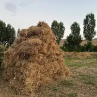 فروش علوفه دام