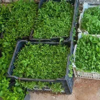 نشا گوجه محلی، فلفل و بادمجان، زنگوان باباشمس