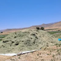 یونجه