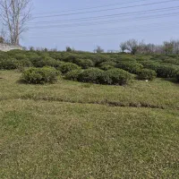 زمین-فروشی-خوش-منظره-بزکویه