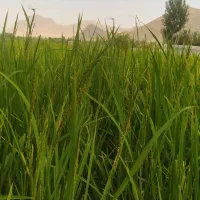 برنج لنجان اعلا