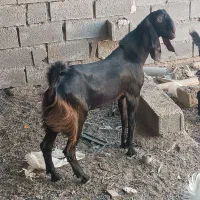 دو پازن جوان یکسال سن