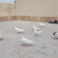 فروش کبوتر