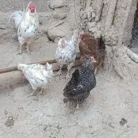 مرغ|حیوانات مزرعه|فارسان, |دیوار