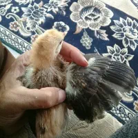 جوجه گلپایگان ۳۰روزه