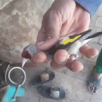جوجه سهره کرمانی
