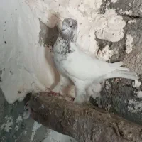 طوقی