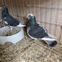 جفت نر و ماده جان اردن