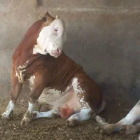 سیمینتال گوساله
