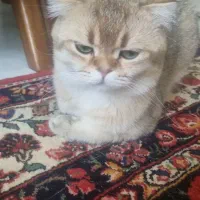 اسکاتیش نر