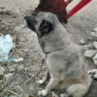 سگ گانگال ماده