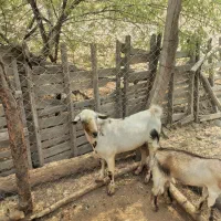 چپشت|حیوانات مزرعه|شمیل, |دیوار