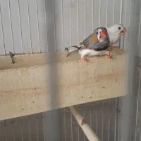 فروش یک جفت فنچ زیبا