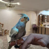 پرنده عروس هلندی