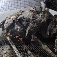 جوجه بوقلمونو شاخدار