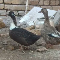 دو عدد اردک 6 ماهه