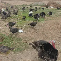 بوقلمون بقلمون