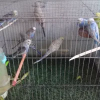 فروش مرغ عشق رنگ خاص
