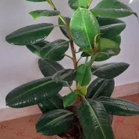 گل آپارتمانی فیکوس
