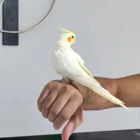عروس هلندی مولد