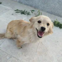 سگ پاکوتاه