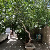 اجاره-خانه-در-خیابان-سهروردی