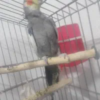 انگشتر عروس هلندی