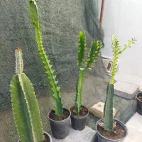 کاکتوس|گل و گیاه طبیعی|تربت‌حیدریه, ترمینال|دیوار