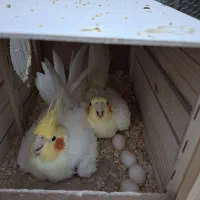 جفت عروس هلندی مولد