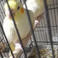 عروس هلندی