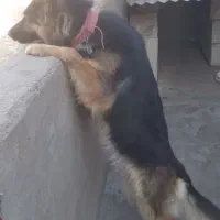 سگ ژرمن