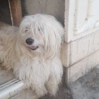 سگ اشبیتز بسیار باهوش و گوش به حرف