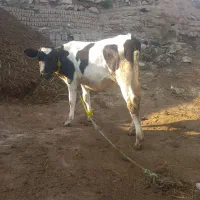 گاوگوساله ماده ۱۵۰ک